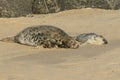 A newly born Grey Seal pup Halichoerus grypus lying on the beach near its resting mother at Horsey, Norfolk, UK. Royalty Free Stock Photo