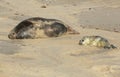 A newly born Grey Seal pup Halichoerus grypus lying on the beach near its resting mother at Horsey, Norfolk, UK. Royalty Free Stock Photo
