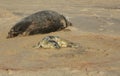 A newly born Grey Seal pup Halichoerus grypus lying on the beach near its resting mother at Horsey, Norfolk, UK. Royalty Free Stock Photo