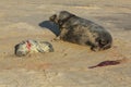 A new born Grey Seal pup Halichoerus grypus lying on the beach near its resting mother. Royalty Free Stock Photo