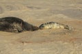 A newlborn Grey Seal pup Halichoerus grypus lying on the beach nose to nose with its resting mother. Royalty Free Stock Photo