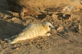 A new born Grey Seal pup Halichoerus grypus lying on the beach on a sunny day at Horsey, Norfolk, UK. Royalty Free Stock Photo