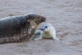 Newly born Grey Seal pup with its mum. Royalty Free Stock Photo