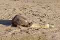 Newly born Grey Seal pup with its mum. Royalty Free Stock Photo