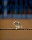 Newly born, hungry baby sparrow barely balancing on wire expecting food from parents Royalty Free Stock Photo