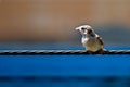 Newly born, hungry baby sparrow barely balancing on wire expecting food from parents Royalty Free Stock Photo