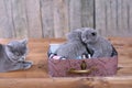 British Shorthair kittens in a suitcase Royalty Free Stock Photo