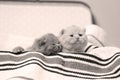 British Shorthair kittens in a suitcase Royalty Free Stock Photo