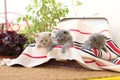 British Shorthair kittens in a suitcase, outdoors Royalty Free Stock Photo