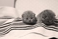 Two British Shorthair kittens in a suitcase Royalty Free Stock Photo