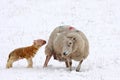 Newly born lamb in the snow Royalty Free Stock Photo