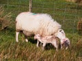 Newly Born Lambs, Wales