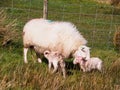 Newly Born Lambs, Wales