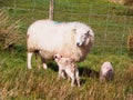 Newly Born Lambs, Wales