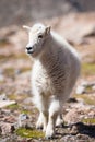 Newly born Mountain Goat in Colorado Royalty Free Stock Photo