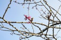 Newly Born , new borning Sakura Flower And Two Buds