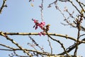 Newly Born , new borning Sakura Flower And Two Buds