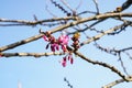 Newly Born , new borning Sakura Flower And Two Buds