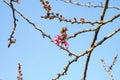 Newly Born , new borning Sakura Flower And Two Buds Royalty Free Stock Photo