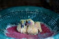 Newly born pigeons snuggling togetherlove