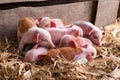 Newly born pink piglets on the farm, lying in the corn leaves.