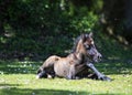 Newly born pony Royalty Free Stock Photo