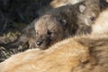 Newly born timber wolk resting on mother Royalty Free Stock Photo