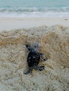 A newly born turtle escaping to the sea first time