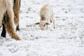 A newly born white lamb eats grass in the meadow, the grass is covered with snow. Mother sheep grazes next to it, a part Royalty Free Stock Photo