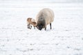 A newly born white lamb eats grass in the meadow, the grass is covered with snow. Mother sheep grazes next to it. Winter Royalty Free Stock Photo