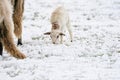 A newly born white lamb eats grass in the meadow, the grass is covered with snow. Mother sheep grazes next to it. Winter Royalty Free Stock Photo