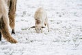 A newly born white lamb eats grass in the meadow, the grass is covered with snow. Mother sheep grazes next to it. Winter Royalty Free Stock Photo