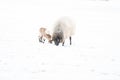 A newly born white lamb eats grass in the meadow, the grass is covered with snow. Mother sheep grazes next to it, bright Royalty Free Stock Photo