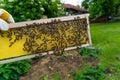 Nature\'s Sweet Harvest: Close-up of Honeybees Filling a Newly Built Honeycomb