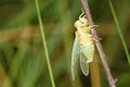 Newly cicada Royalty Free Stock Photo