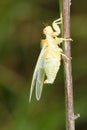 Newly cicada Royalty Free Stock Photo