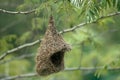 Newly constructed, weaved nest of a sparrow hanging by the river lane. Possibly one of the best skill a bird possessed.