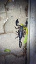 Black Scorpion found in Sri Lanka