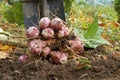 Newly dug or harvested Jerusalem artichoke in farm field