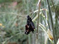 Newly Emerged Black Swallowtail Butterfly