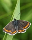 A newly emerged Brown Argus Butterfly, Aricia agestis, perched on a blade of grass in a meadow. Royalty Free Stock Photo