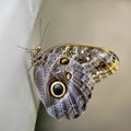 Newly Emerged Butterfly Royalty Free Stock Photo