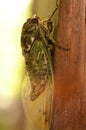 Newly emerged Cicada with transluscent wings Royalty Free Stock Photo