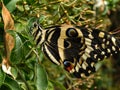 Newly emerged Citrus Swallowtail butterfly showing side wing
