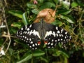Newly emerged Citrus Swallowtail butterfly with warning eye spots. Royalty Free Stock Photo