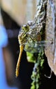 Newly emerged dragonfly holding on to its dry exuvia, Royalty Free Stock Photo