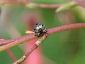 Figwort Weevil Cionus scrophulariae