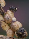 Figwort Weevil Cionus scrophulariae