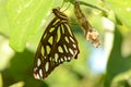 Emerging Gulf Frittilary Butterfly on Passion vine
