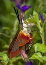 Newly Emerged Hummingbird Moth Royalty Free Stock Photo